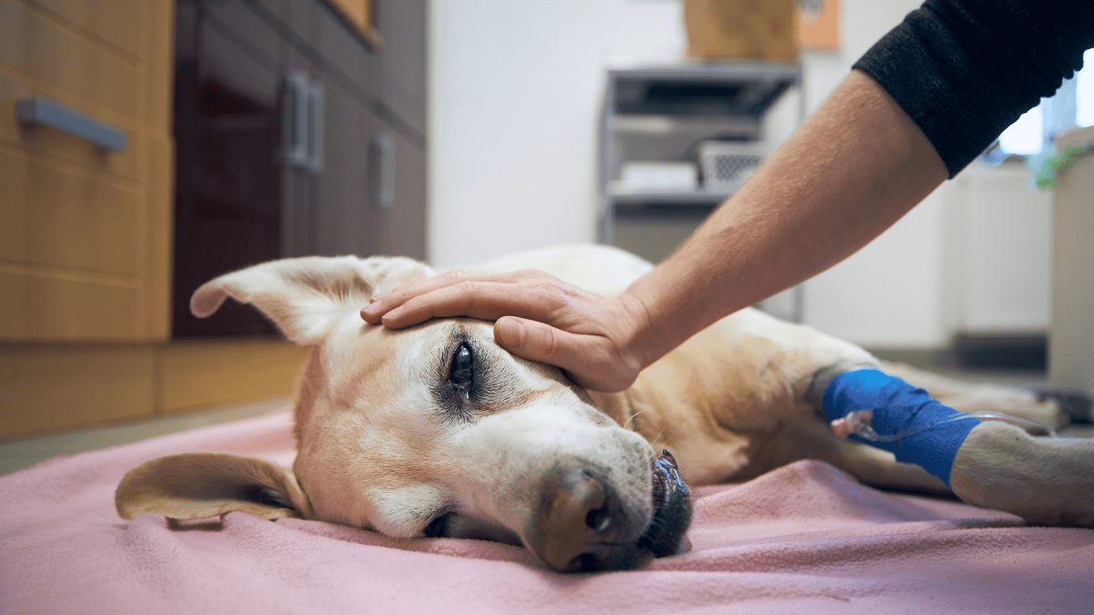 10 Deadly Dog Diseases You Might Be Ignoring Until It’s Too Late 3 Blastomycosis symptom