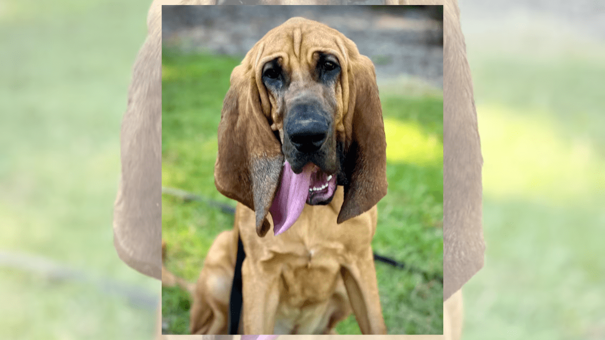 Bo the Bloodhound Takes Home the 2024 American Humane Hero Dog Award 3 Bo