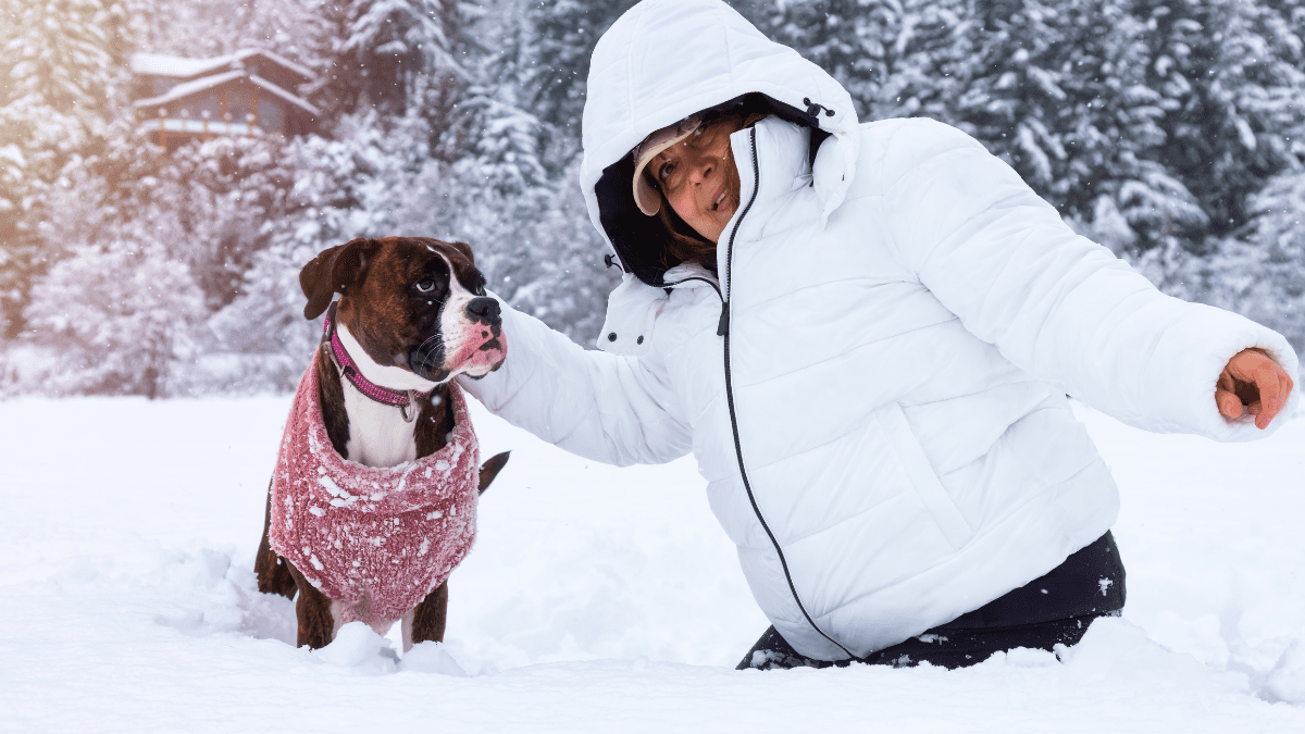 Top 15 Most Loving Dog Breeds 9 Boxer