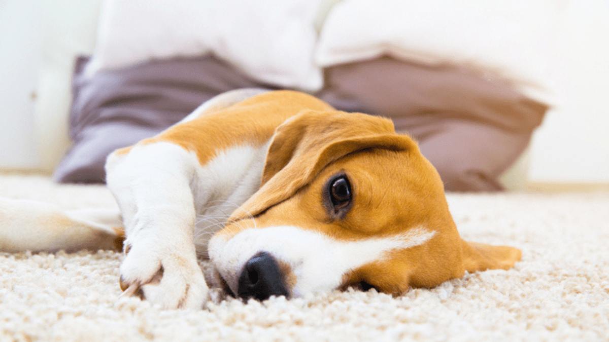 10 Deadly Dog Diseases You Might Be Ignoring Until It’s Too Late 11 Canine Pulmonary Fibrosis symptom