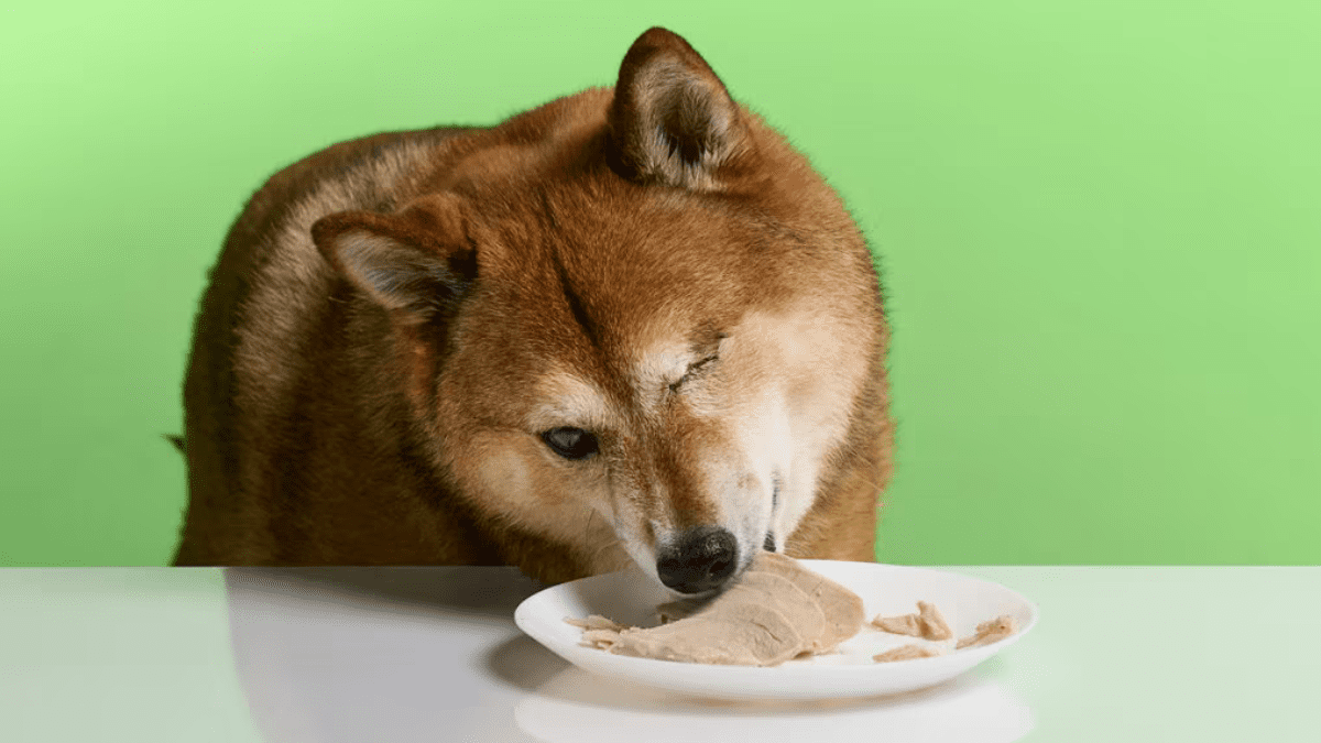 Thanksgiving Dinner Do’s and Don’ts Guide For Dogs 3 Chewy Studios