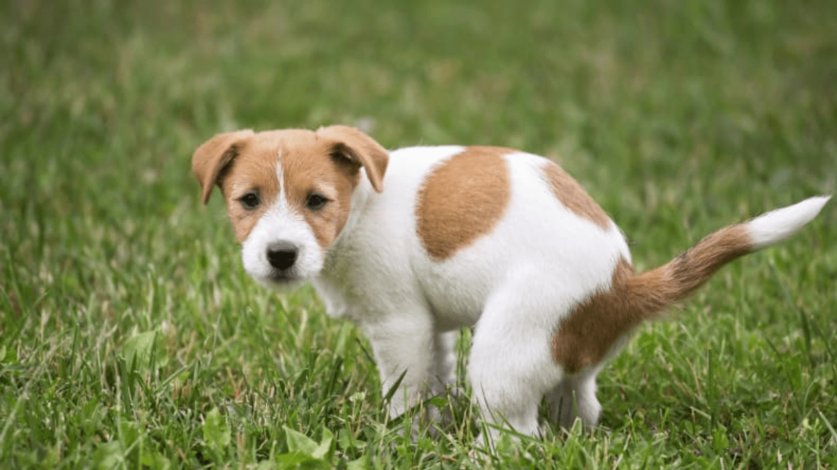 10 Deadly Dog Diseases You Might Be Ignoring Until It’s Too Late 8 Coccidiosis symptom