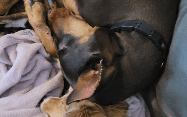 Young Boy's Heartwarming Gesture to Save His Furry Best Friend 3 Copper