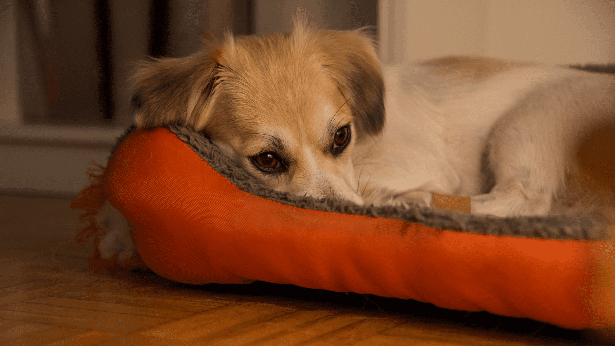 Dog Helps Uncover the Truth Behind His Owner's Murder 4 Daniel BesicGetty Images