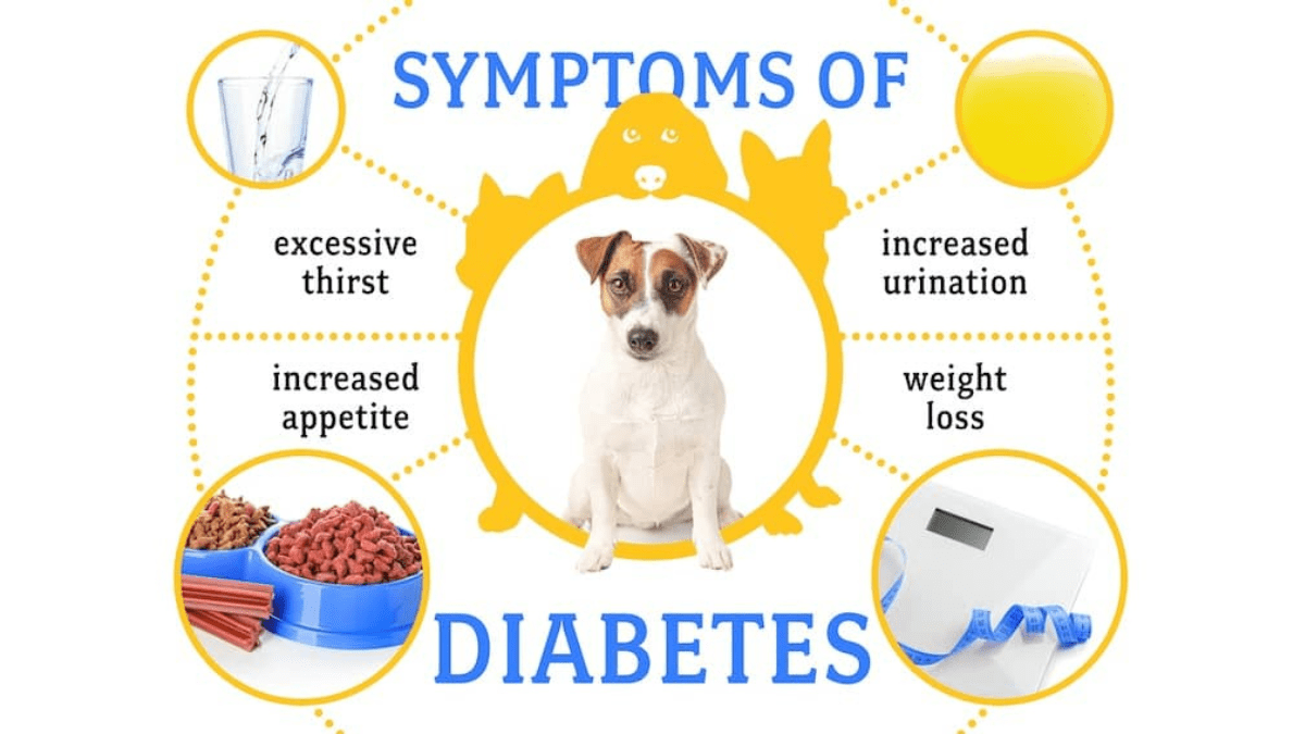 10 Deadly Dog Diseases You Might Be Ignoring Until It’s Too Late 7 Diabetes symptoms