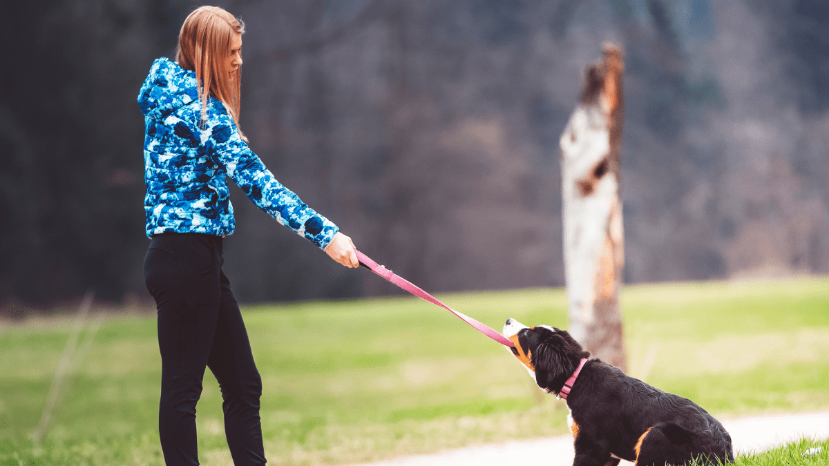 10 Warning Signs of an Aggressive Dog You Should Never Ignore 6 Disobedience