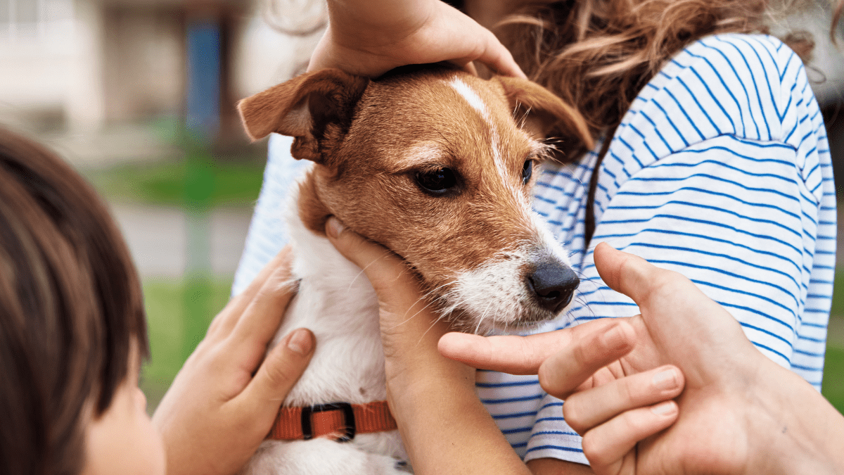 Adopted Dogs Give New Life Purpose to Kentucky Prisoners 3 Dog around kids