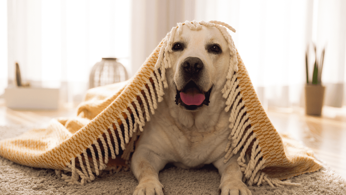 Research Says Your Female Dog Judges You More Than A Male Dog 4 Dog being playful