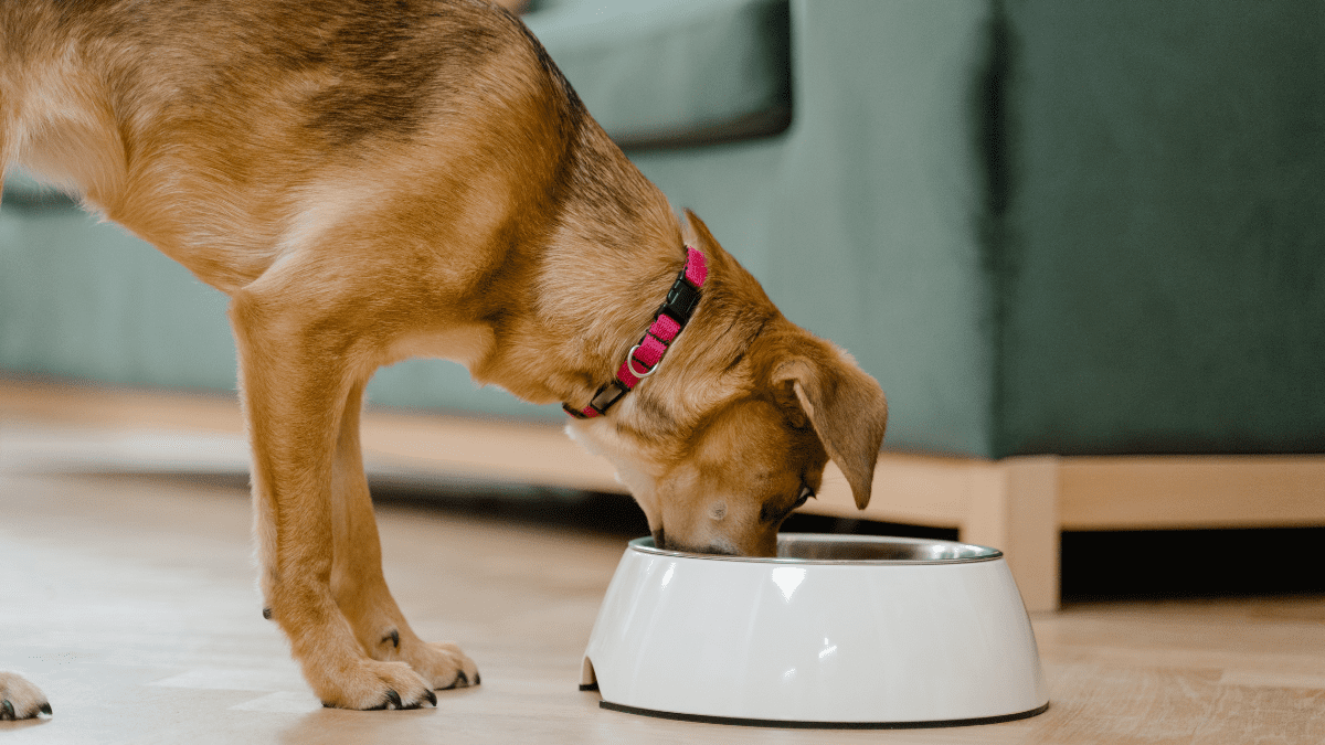 FDA Issues Urgent Recall for Dog Treats with Salmonella Risk 4 Dog eating dog food in bowl