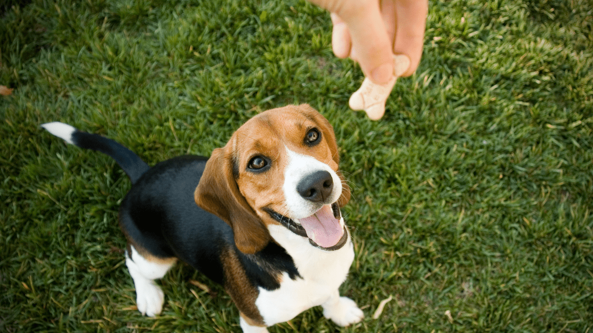 Research Says Your Female Dog Judges You More Than A Male Dog 2 Dog looking at treats