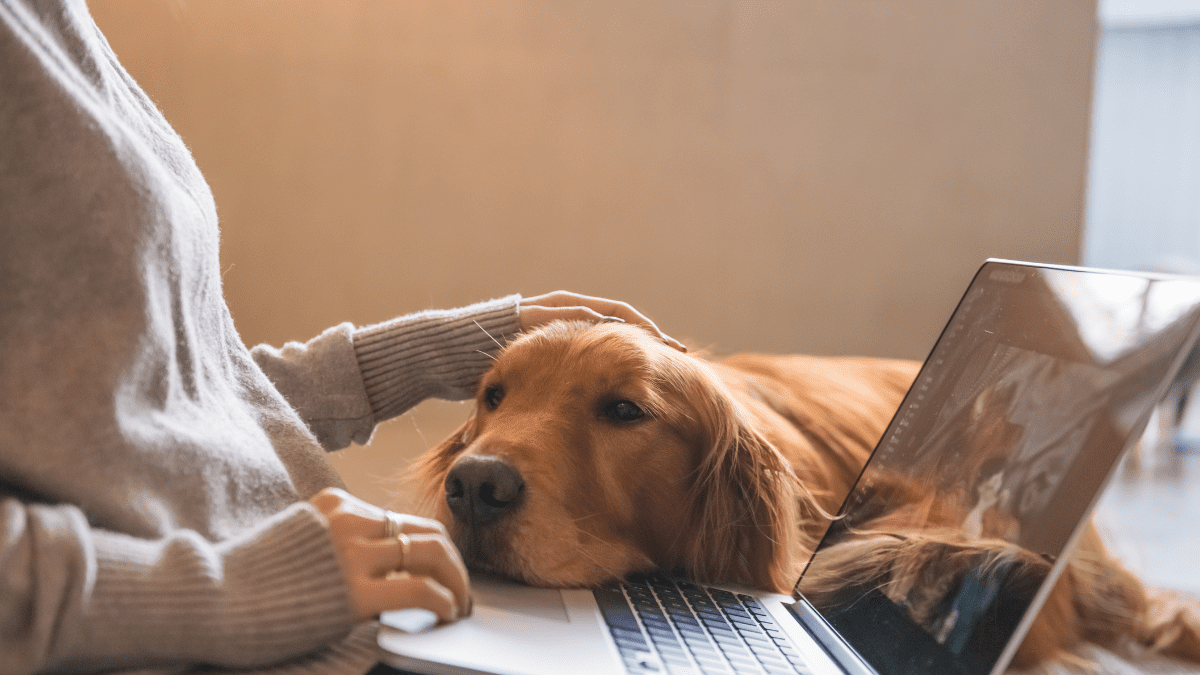 Your Dog's Heart Activity Could Match With Yours, Study Reveals 4 Dog watching owner while working