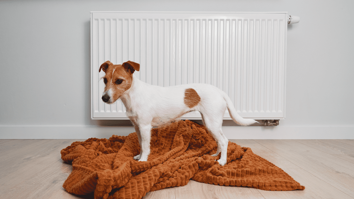 10 Warning Signs of an Aggressive Dog You Should Never Ignore 3 Freeze
