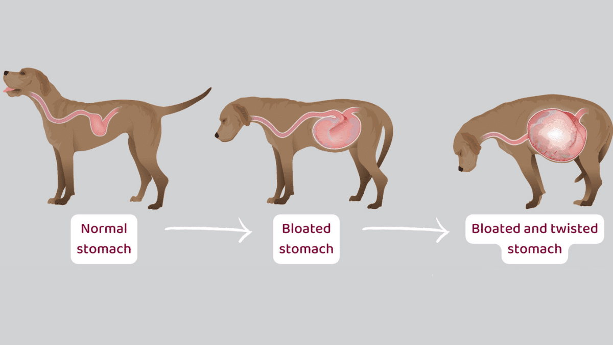 10 Deadly Dog Diseases You Might Be Ignoring Until It’s Too Late 2 Gastric Torsion symptom