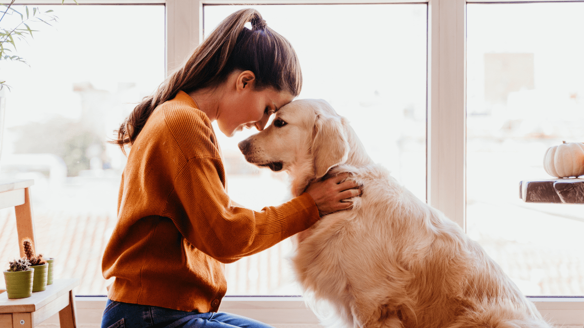 Top 15 Most Loving Dog Breeds 16 Golden Retriever