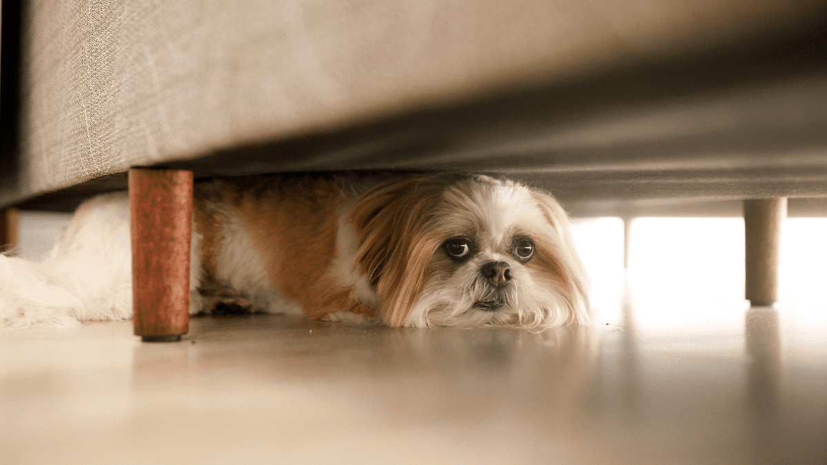 10 Warning Signs of an Aggressive Dog You Should Never Ignore 8 Hiding