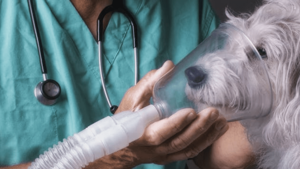 10 Deadly Dog Diseases You Might Be Ignoring Until It’s Too Late 9 Histoplasmosis symptom