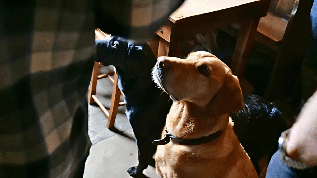 10 Warning Signs of an Aggressive Dog You Should Never Ignore 11 Inserting themselves between you and another person