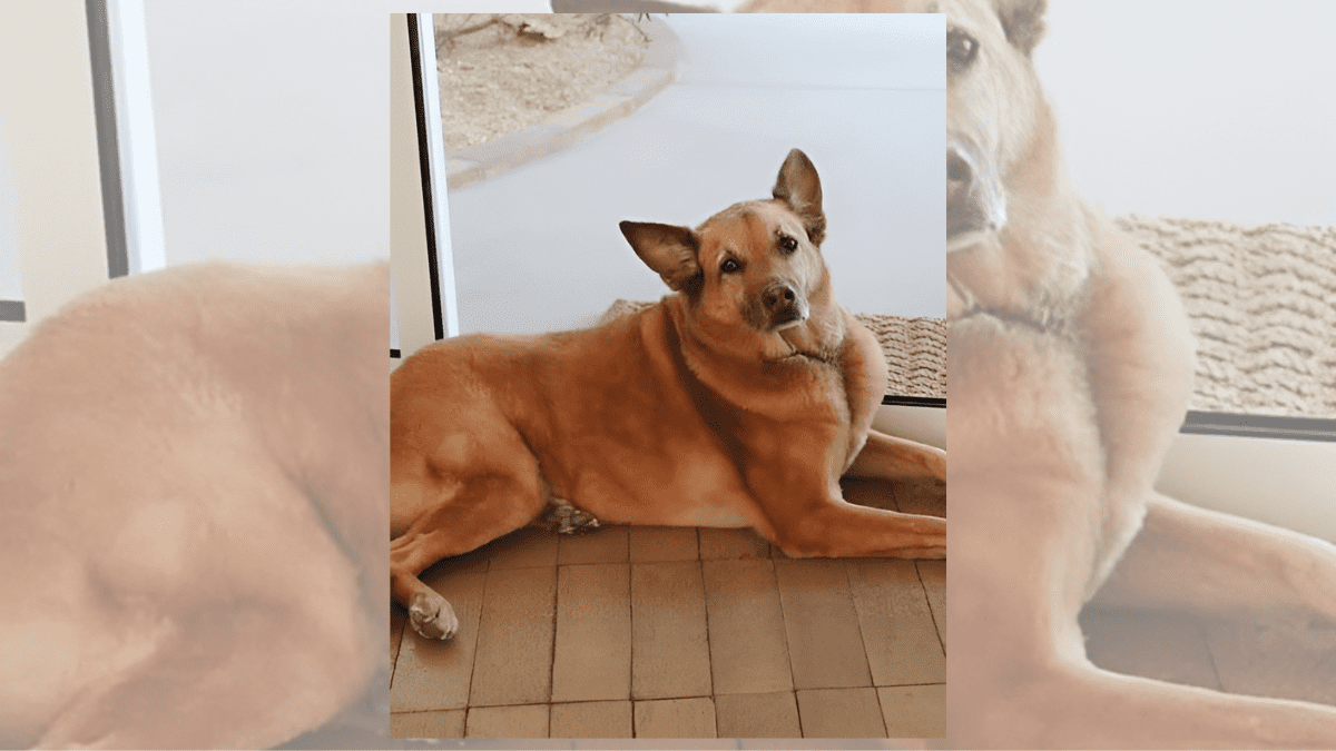 Mandy Moore Honors the Life of Her Late Dog in Emotional Tribute 2 Jackie