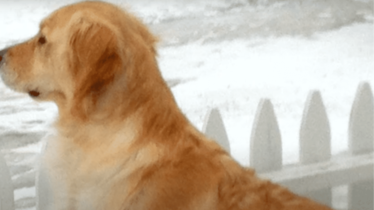 Loyal Dog Refuses to Leave Paralyzed Owner Stranded in Snow 3 Kelsey in the snow