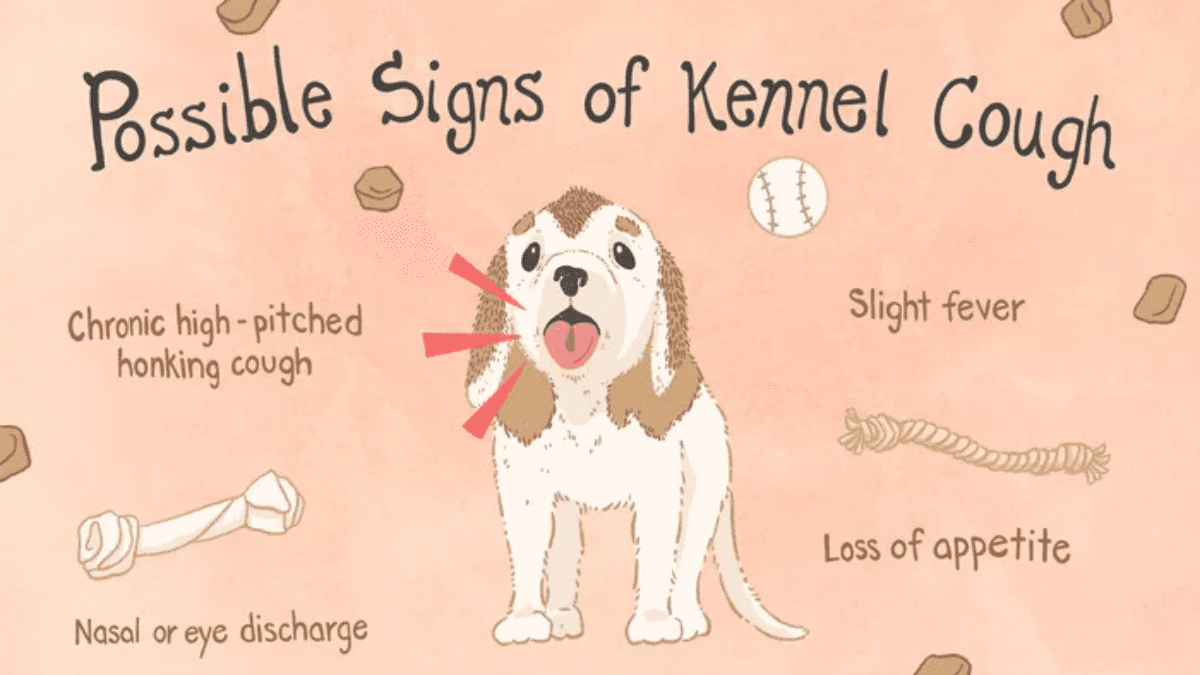 10 Deadly Dog Diseases You Might Be Ignoring Until It’s Too Late 4 Kennel Cough symptoms