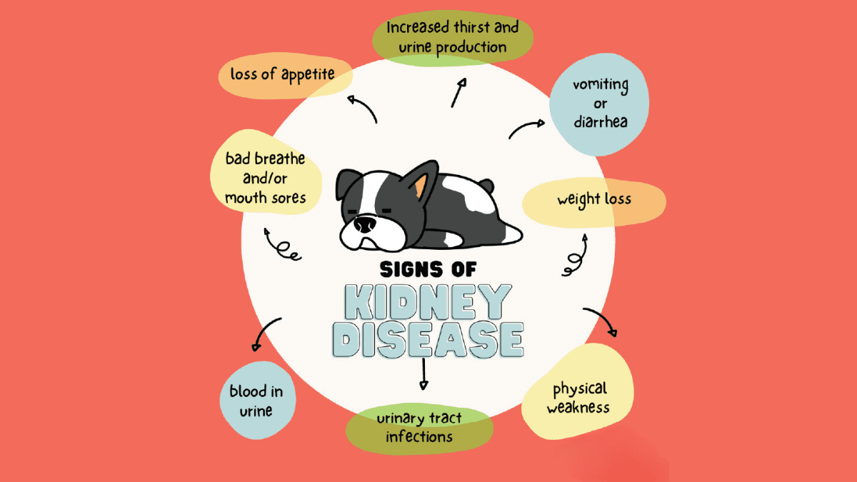 10 Deadly Dog Diseases You Might Be Ignoring Until It’s Too Late 6 Kidney disease symptoms