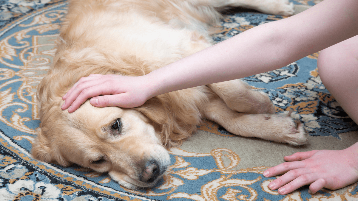 FDA Issues Urgent Recall for Dog Treats with Salmonella Risk 3 Lethargic dog
