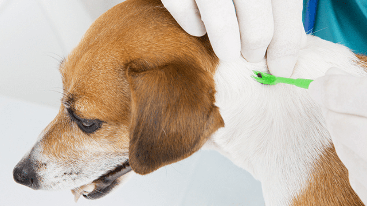 10 Deadly Dog Diseases You Might Be Ignoring Until It’s Too Late 5 Lyme disease symptoms