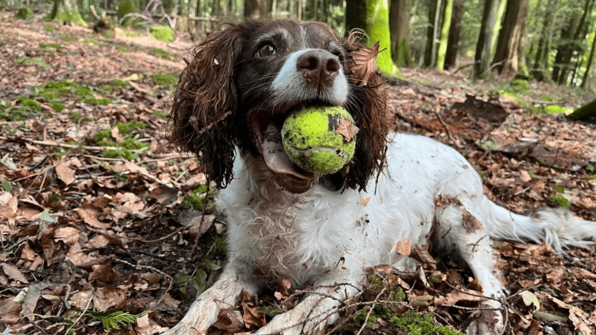 Search Dog Millie Gets to Retire After a Decade of Service 4 Millie in a woodland setting