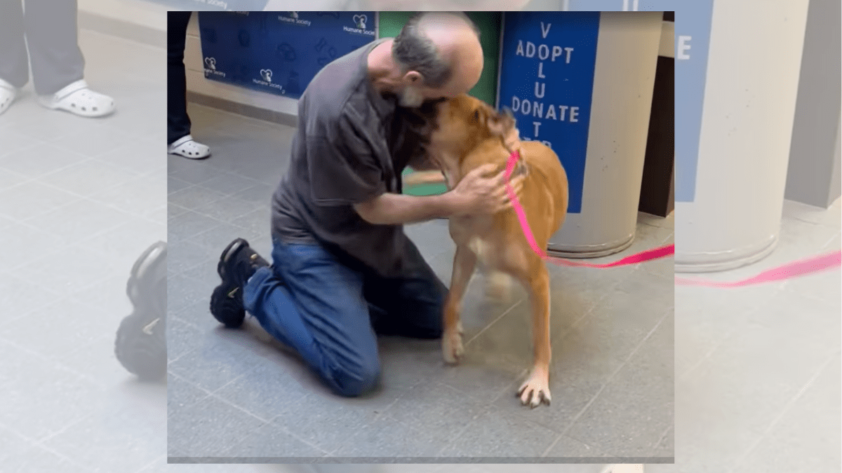 Cancer Survivor Reunites with Dog After Heartbreaking Separation 3 Minnie and her owners reunion