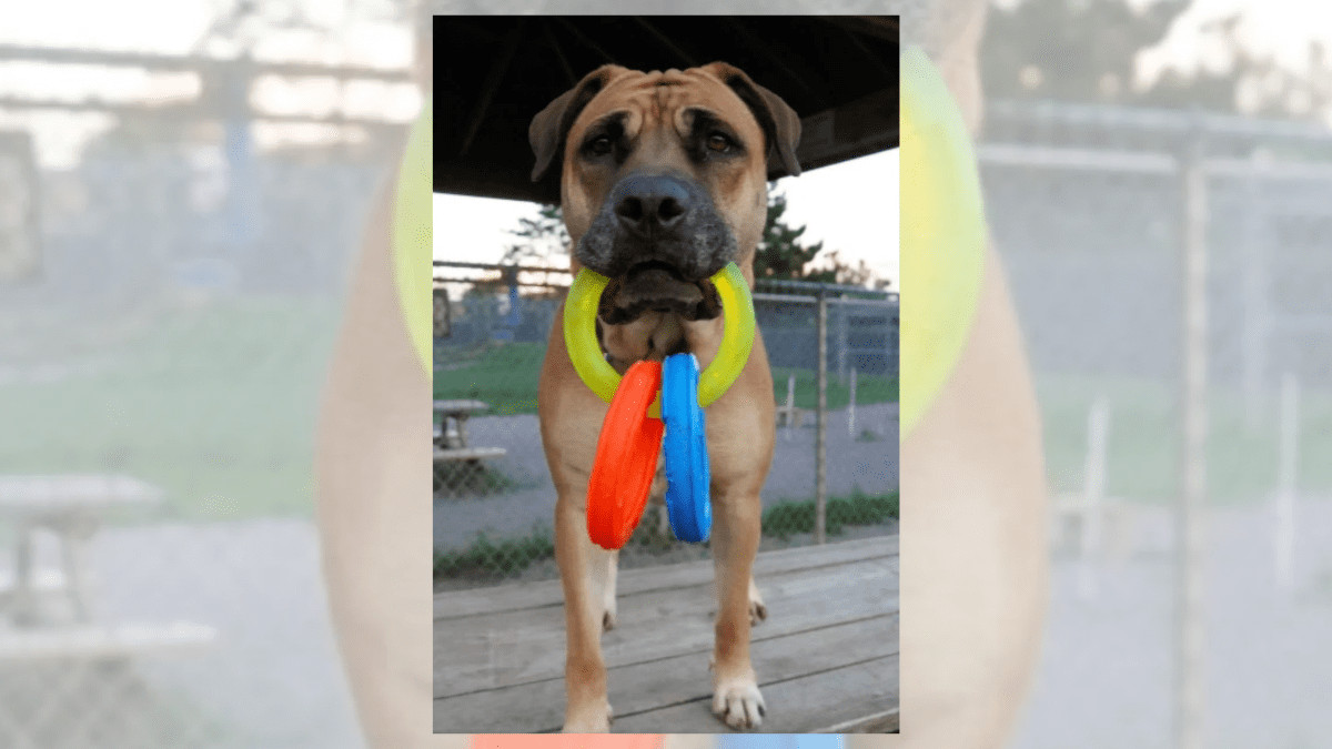 Cancer Survivor Reunites with Dog After Heartbreaking Separation 2 Minnie
