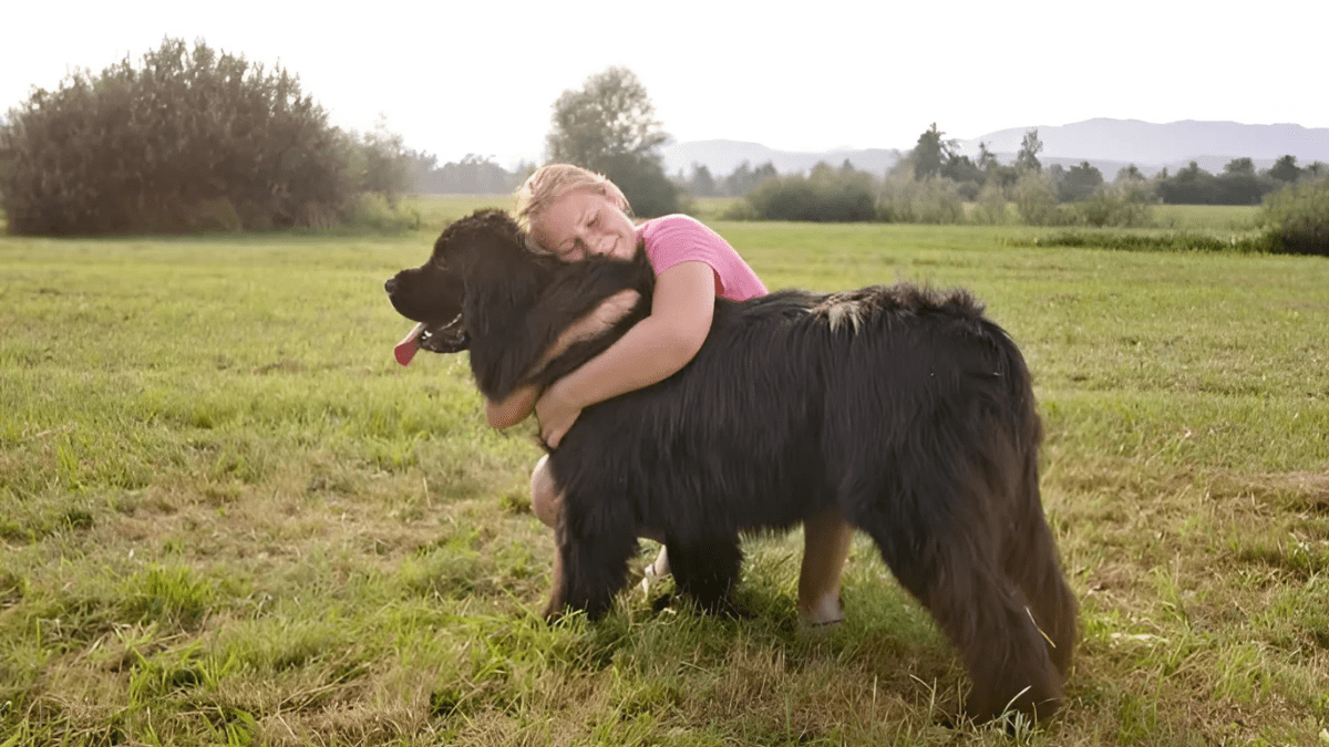Top 15 Most Loving Dog Breeds 8 Newfoundland