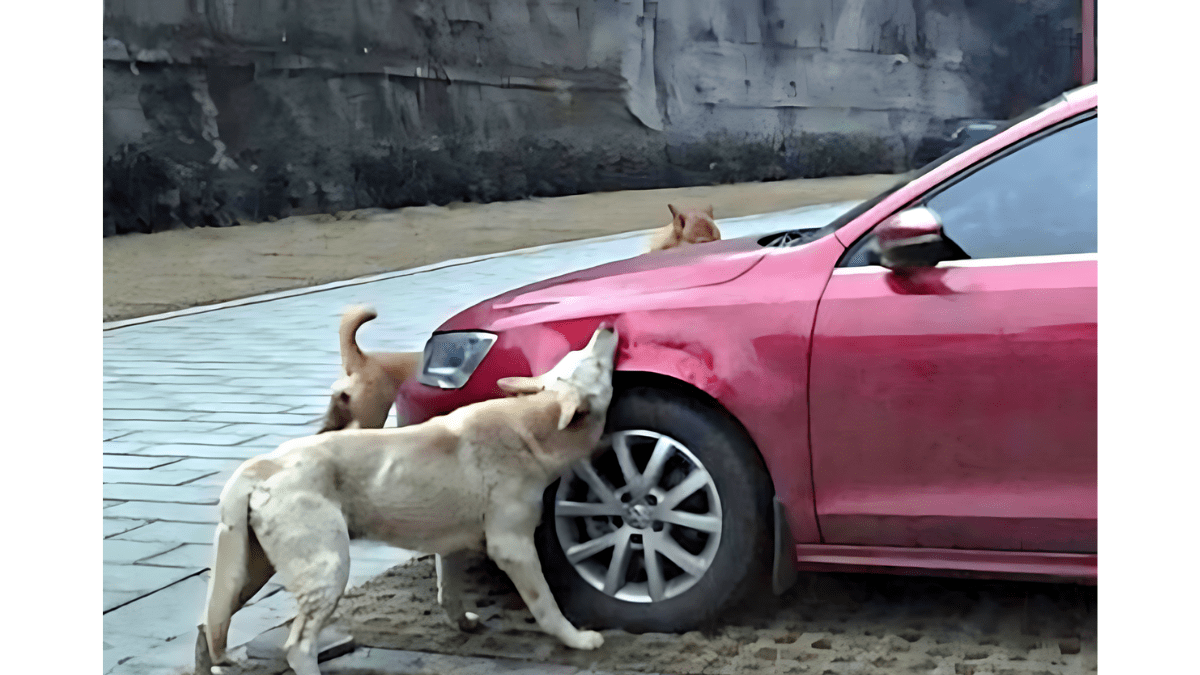 Dogs Unite: How One Stray and His Friends Got Back at a Cruel Man 2 Pack of dogs trashing a car