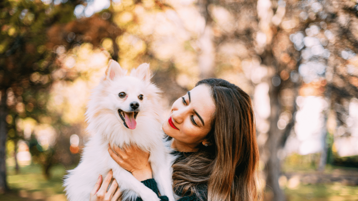 Top 15 Most Loving Dog Breeds 2 Pomeranian