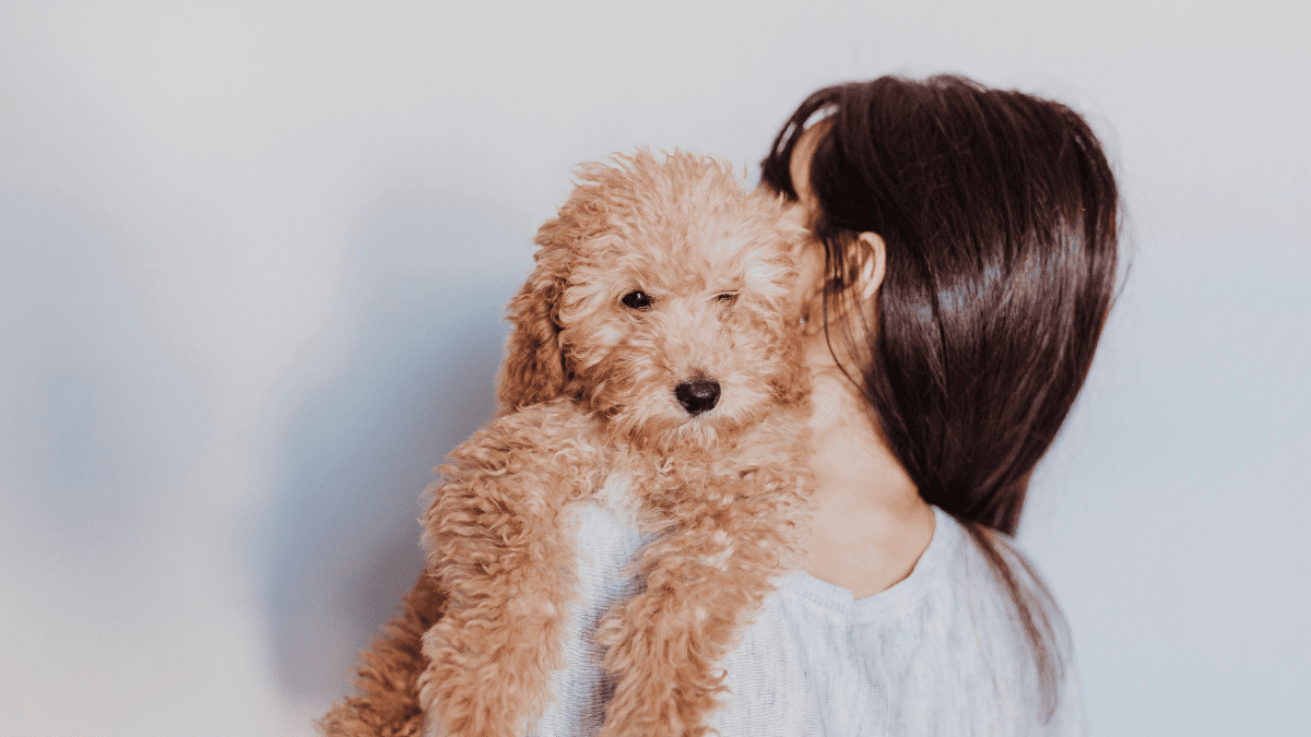 Top 15 Most Loving Dog Breeds 7 Poodle