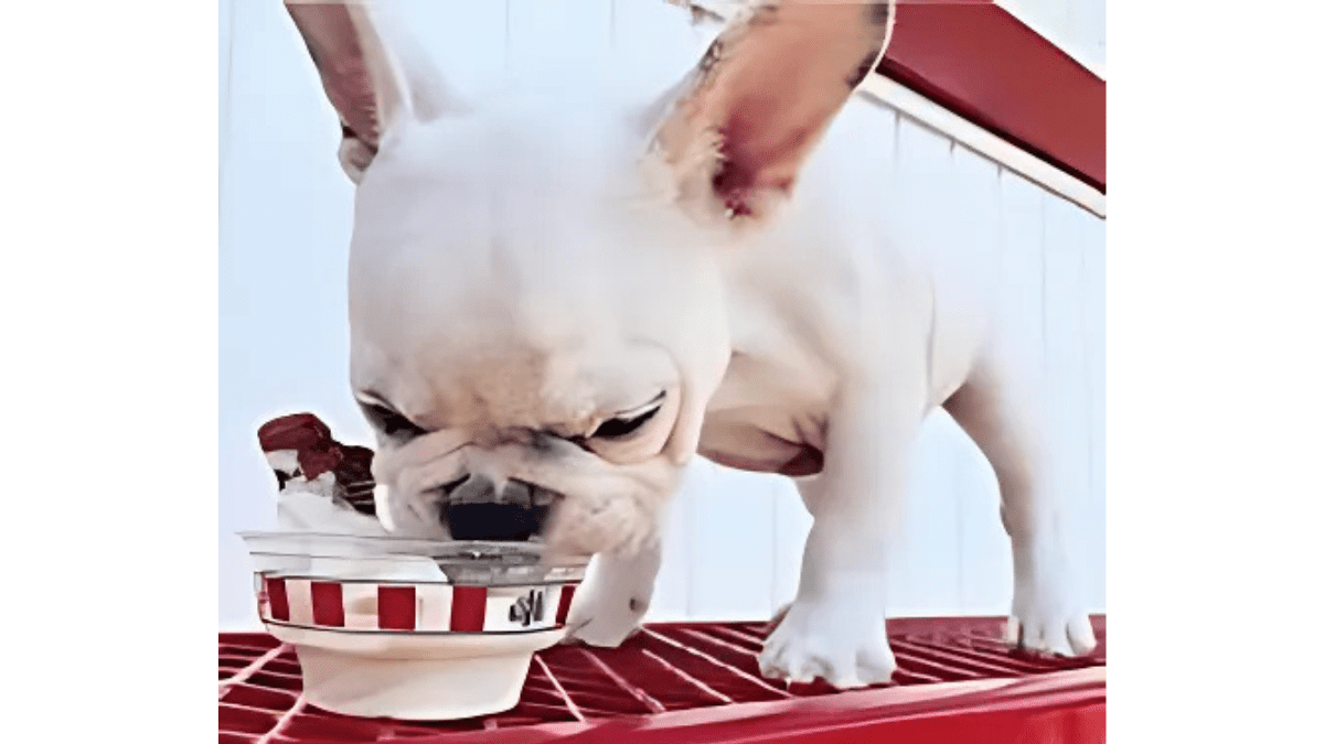 All the Latest Fast-Food Treats for Your Pup 3 Rita's Italian Ice & Frozen Custard's Pup Cup