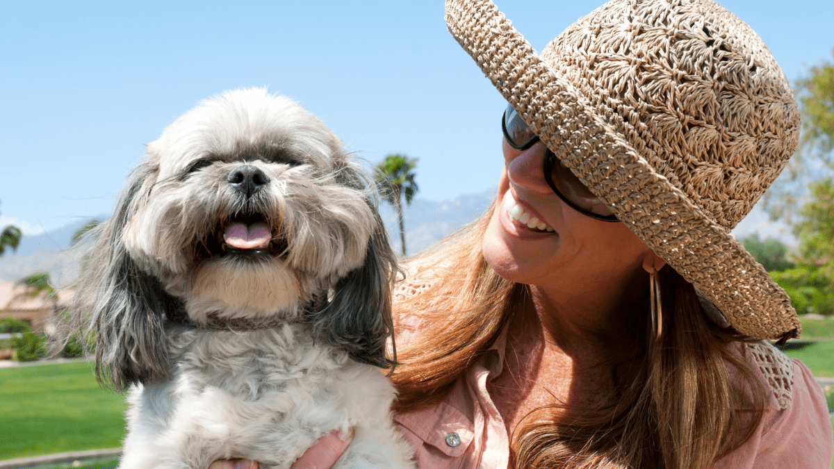 Top 15 Most Loving Dog Breeds 12 Shih Tzu