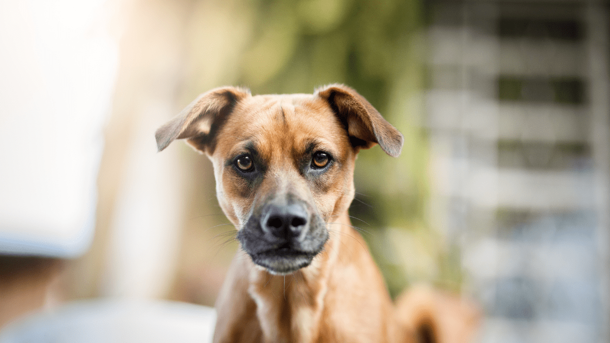 10 Warning Signs of an Aggressive Dog You Should Never Ignore 10 Staring