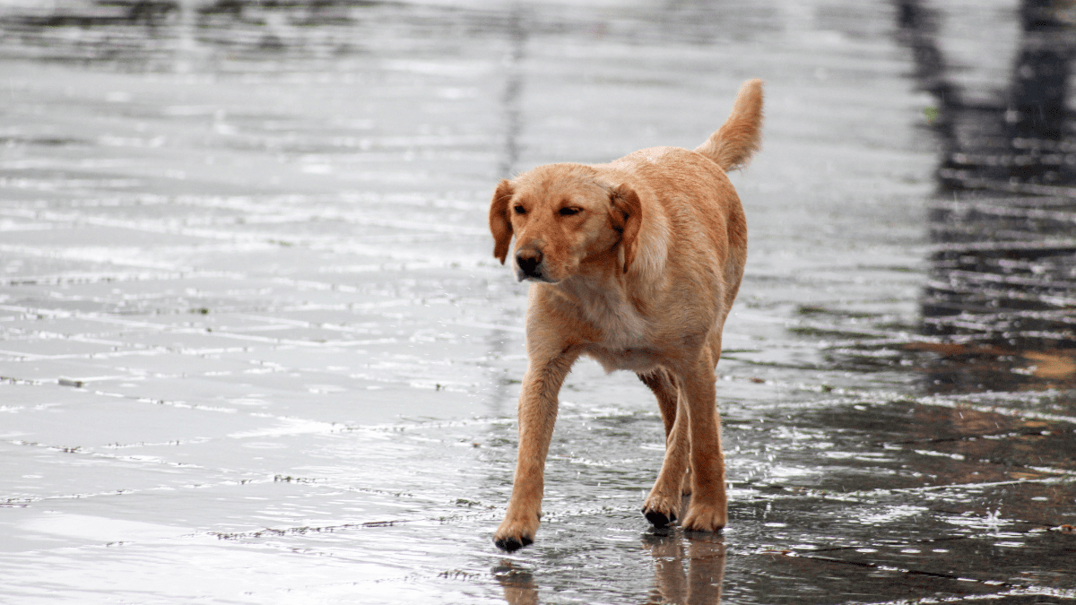 Dogs Unite: How One Stray and His Friends Got Back at a Cruel Man 4 Stray dog 1