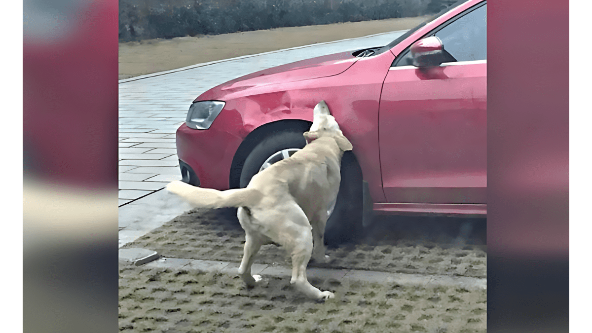 Dogs Unite: How One Stray and His Friends Got Back at a Cruel Man 3 Stray dog leaving dents to a car
