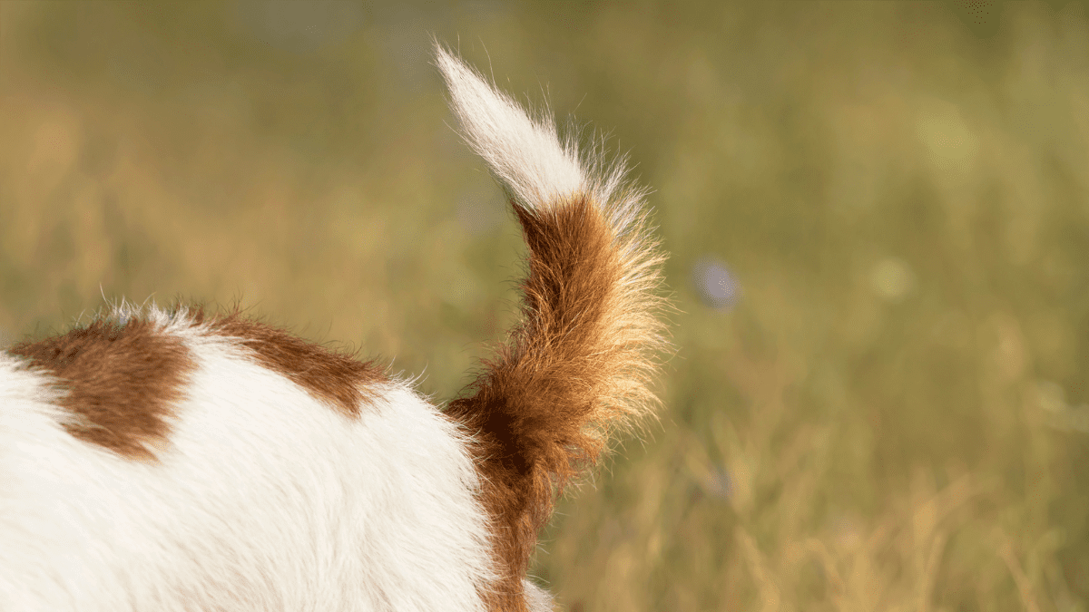 10 Warning Signs of an Aggressive Dog You Should Never Ignore 9 Tail Twitching