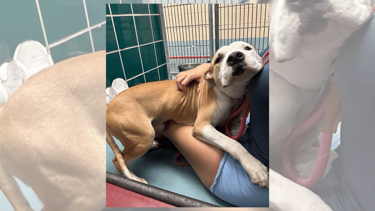 How a Rescue Dog’s Affectionate Nature Won Him a Second Chance 2 Tanner 1
