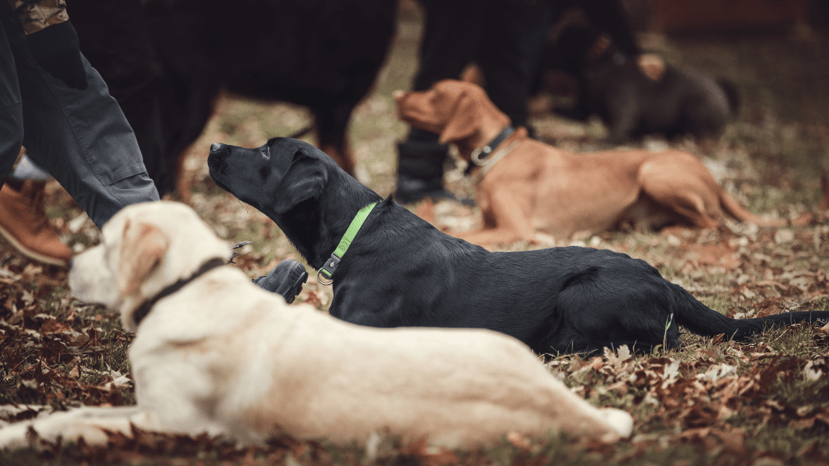 Adopted Dogs Give New Life Purpose to Kentucky Prisoners 2 Teaching a dog basic commands