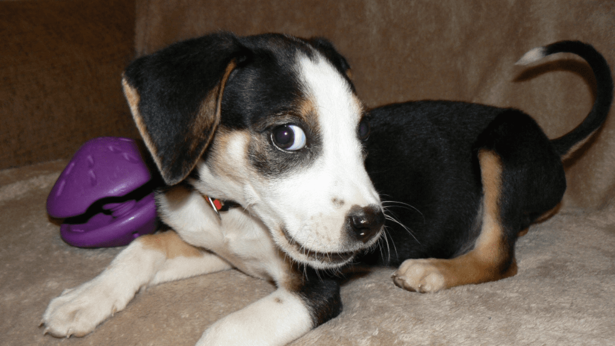 10 Warning Signs of an Aggressive Dog You Should Never Ignore 4 Whale Eye