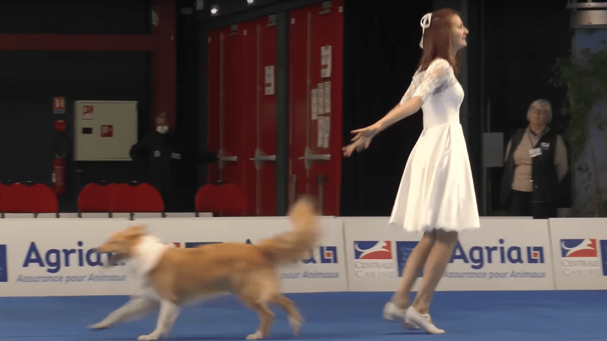 Border Collie and Dancer Captivate Audiences in World Championship Performance 2 Yuki 1