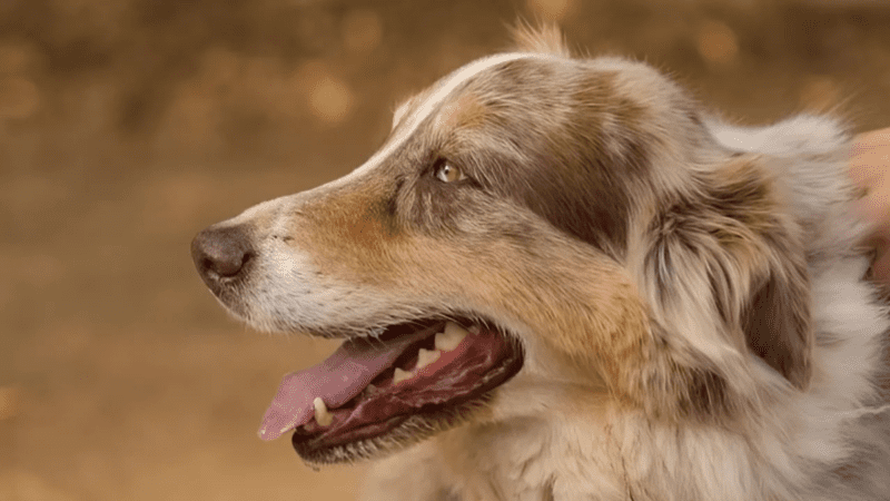 Madera Ranch Dog Wins Big as Farm Dog of The Year 1 Madera Ranch Dog Wins Big as Farm Dog of The Year (1)