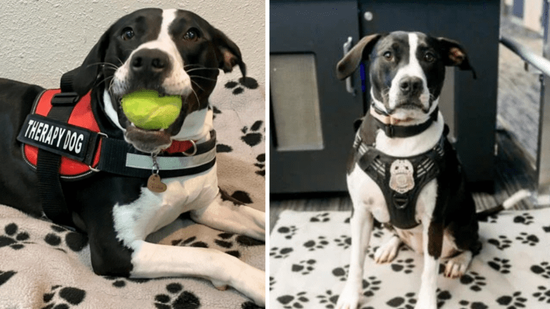 Meet Bella: A Therapy Dog That Brings Comfort to a 911 Call Center 1 Meet Bella A Therapy Dog That Brings Comfort to a 911 Call Center