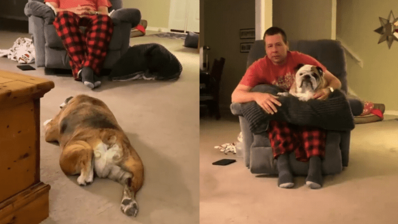 Reuben the Bulldog’s Evening Dance Will Brighten Your Day 10 Reuben the Bulldog’s Evening Dance Will Brighten Your Day