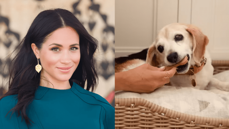 Meghan Markle’s Tearful Goodbye to Her Loyal Companion 5 Meghan Markle’s Tearful Goodbye to Her Loyal Companion
