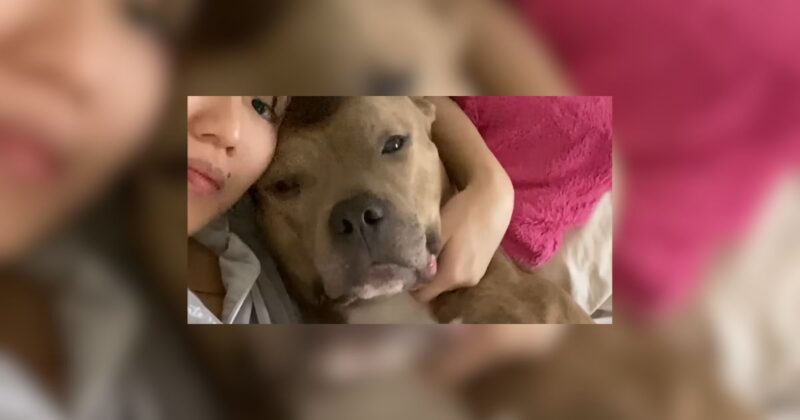 California Shelter Volunteer Meets One Pittie She Couldn’t Leave Behind 6 California Shelter Volunteer Meets One Pittie She Couldnt Leave Behind dog news