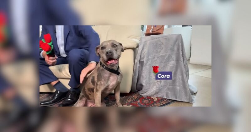 New York Rescue Pup Joins Celebrities On The Cutest “Dream Date” 10 New York Rescue Pup Joins Celebrities On The Cutest Dream Date dog news